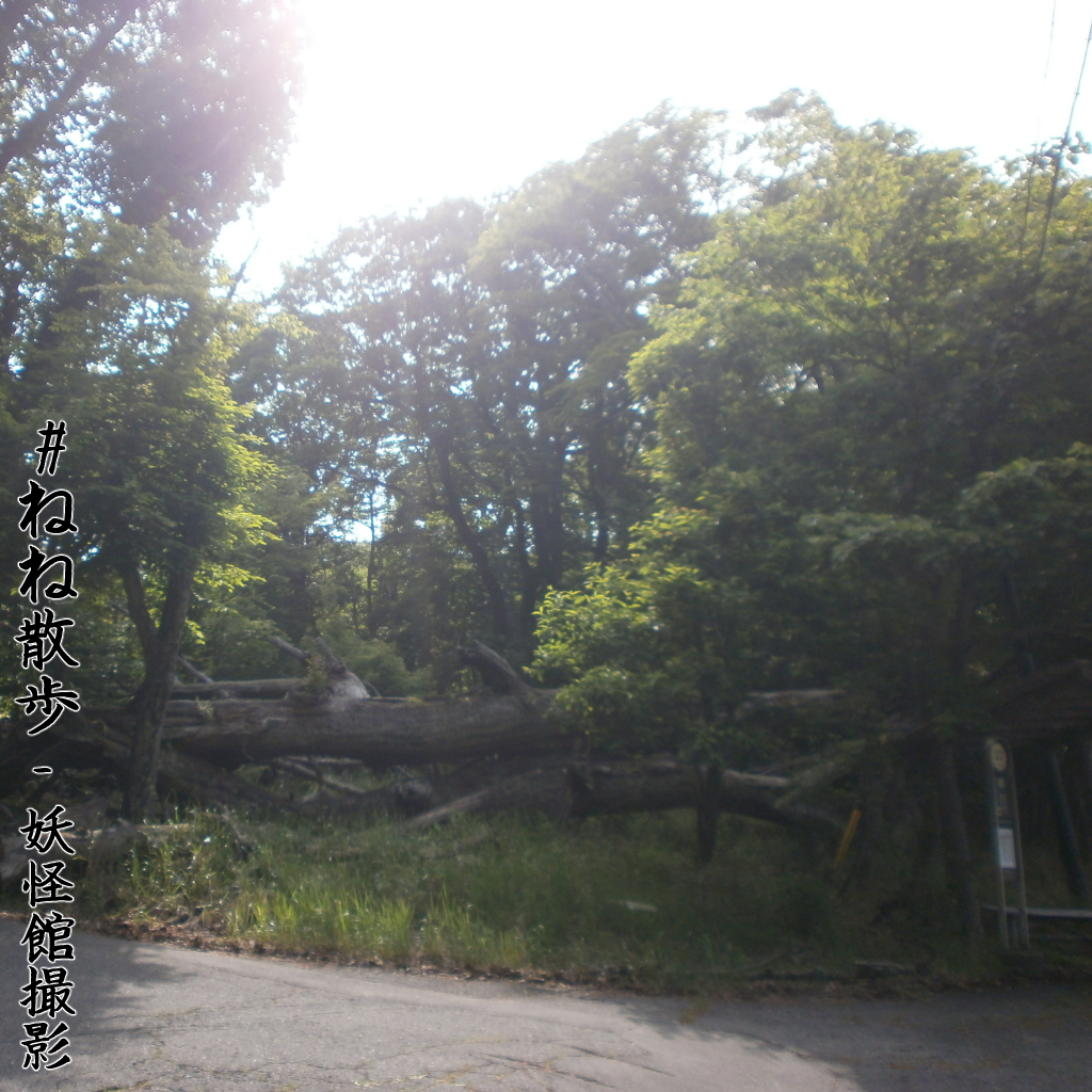 奥日光 他の写真|妖怪館撮影